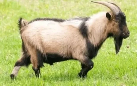 Hukum Berkurban dengan Kambing Kerdil: Sah atau Tidak? Ini Penjelasan Fiqih Lengkap