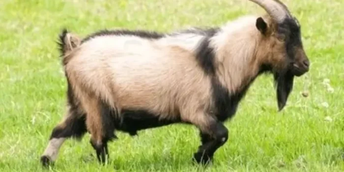 Hukum Berkurban dengan Kambing Kerdil: Sah atau Tidak? Ini Penjelasan Fiqih Lengkap