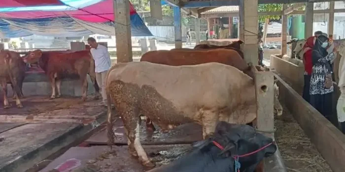 UGM: Prinsip Halal dan Aman Harus Jadi Prioritas Utama Pelaksanaan Kurban Idul Adha 1447 H